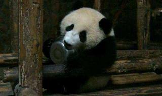大熊猫贪吃的习性 大熊猫生活习性